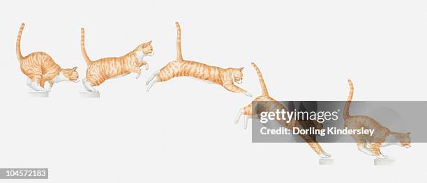 illustration of a cat jumping, multiple image - cat jumping stock illustrations