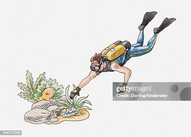 illustration of scuba diver touching some plants on the seabed - scuba diving stock illustrations