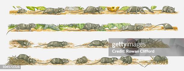 illustrations of field mice with leaves and building nests - field mouse stock illustrations