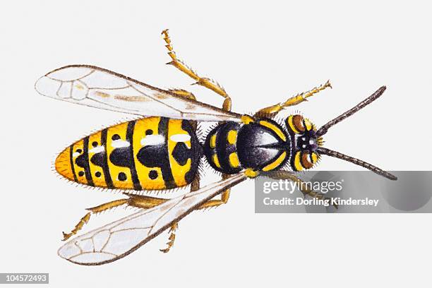 illustration of common wasp (vespula vulgaris) - wasp stock illustrations