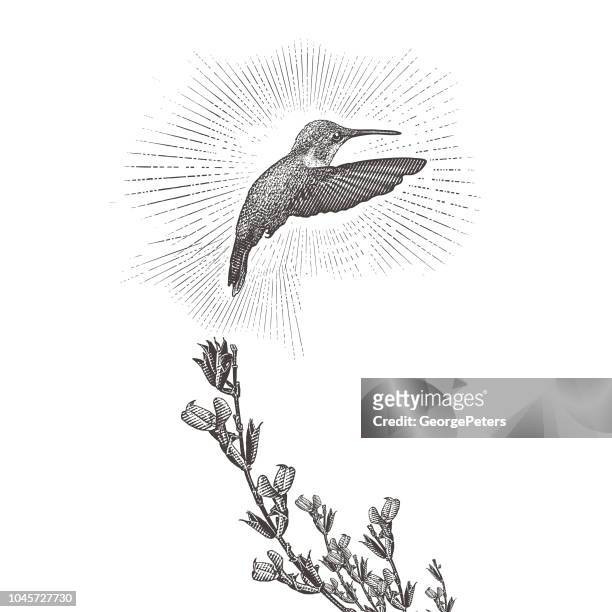 rubin-throated kolibri und lila salvia - hummingbird stock-grafiken, -clipart, -cartoons und -symbole