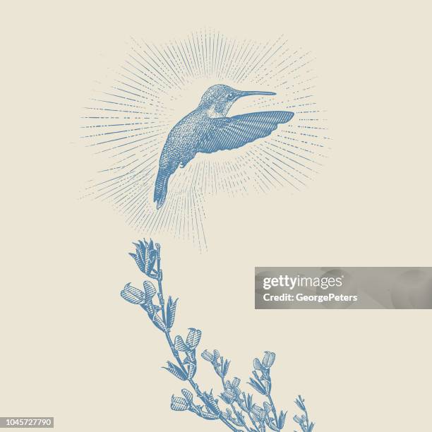 ruby throated hummingbird and purple salvia - beige flowers stock illustrations