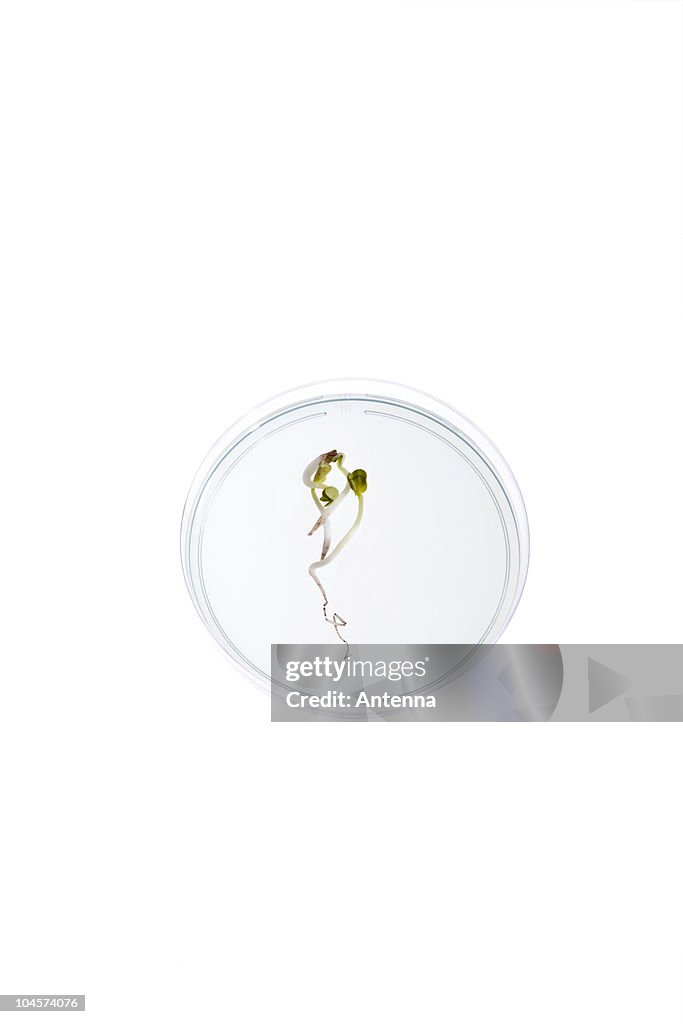 A Petri dish with a seedling growing in it