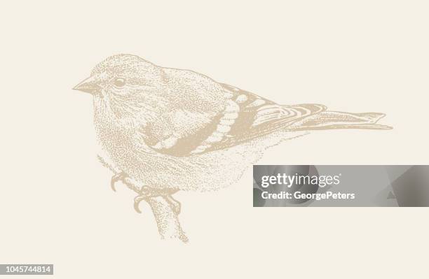 mezzotint illustration of an american goldfinch perching - american goldfinch stock illustrations