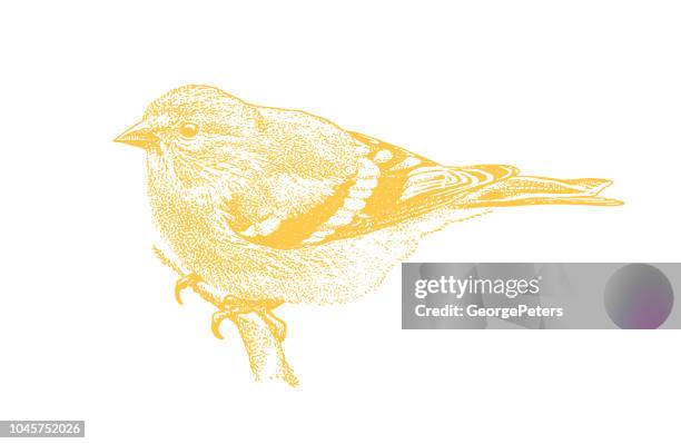 mezzotint illustration of an american goldfinch perching - american goldfinch stock illustrations