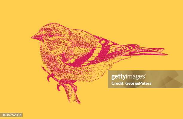 mezzotint illustration of an american goldfinch perching - american goldfinch stock illustrations