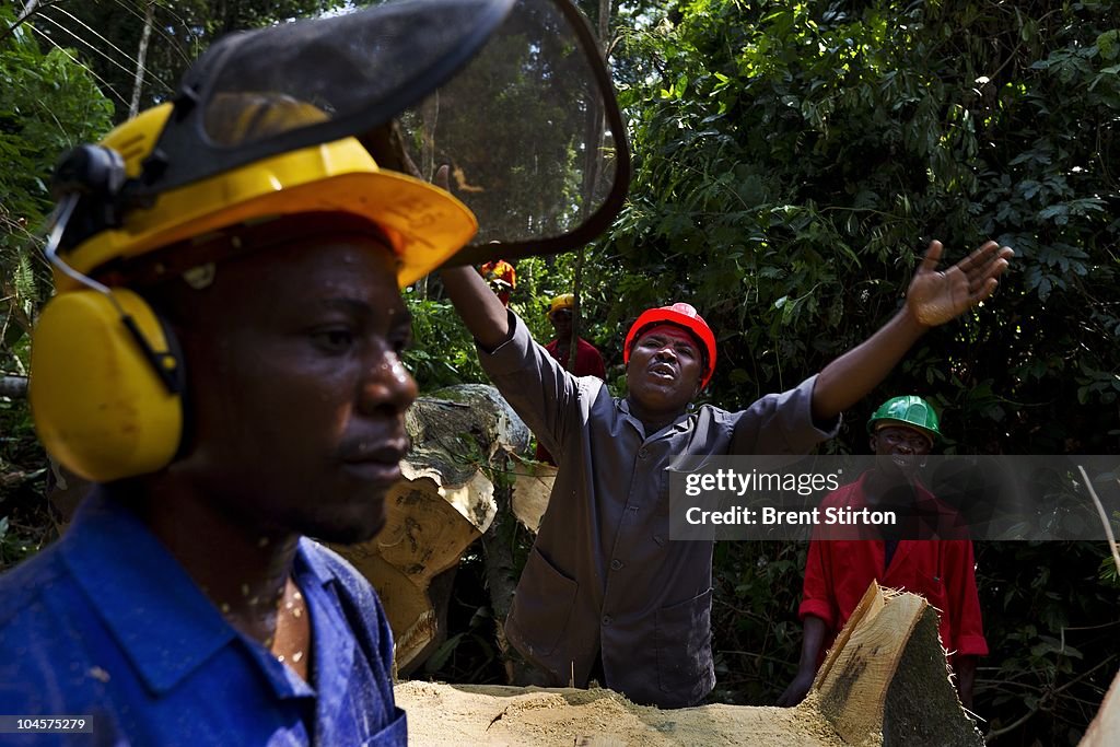 Logging Country FSC sustainable logging being carried out in the natural forest... News ...