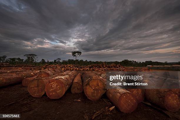 Scenes from Pallisco Logging company's FSC Timber operations in Mindourou, Cameroon, June 3, 2010. Pallisco is attempting to build up its FSC...