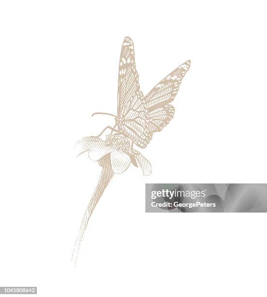 monarch butterfly pollinating flower - echinacea stock illustrations