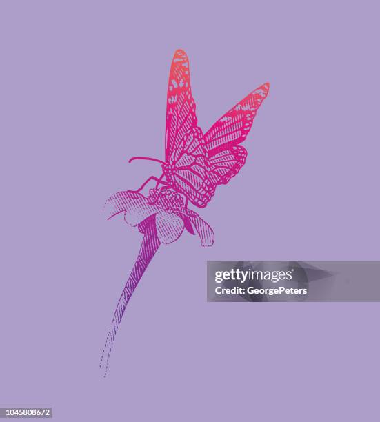monarch butterfly pollinating flower - echinacea stock illustrations