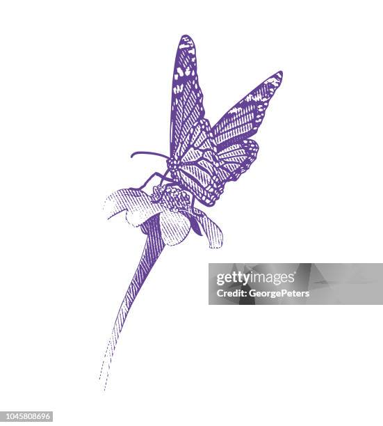 monarch butterfly pollinating flower - echinacea stock illustrations