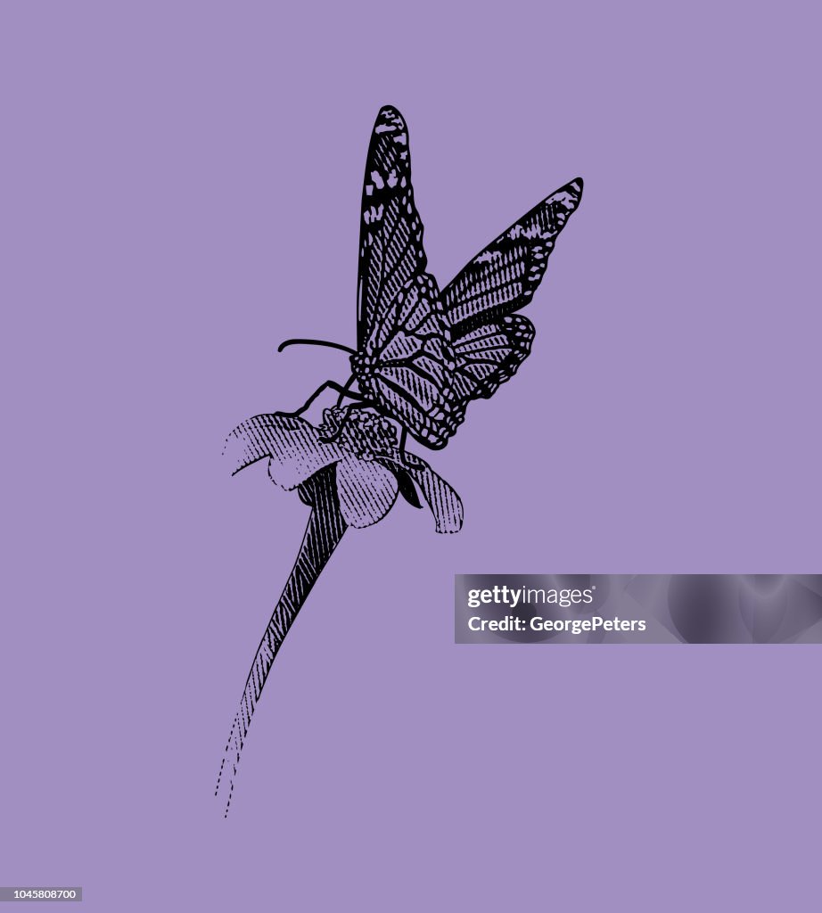 Monarch butterfly pollinating flower