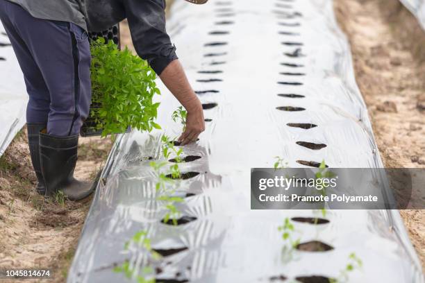 agriculturist planting with mulching to weed of agriculture organic farming, farmers grow crops by mulching. - mulch stock pictures, royalty-free photos & images