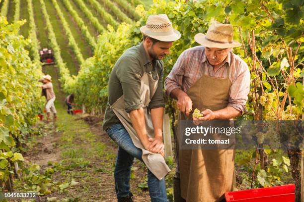 principal viticultor enseñando a su hijo acerca de uva - wine maker fotografías e imágenes de stock