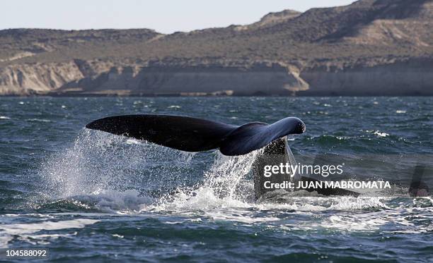 Fraca Austral whale flips its tail in the New Golf near Puerto Piramides, in Peninsula Valdez, in the Argentine province of Chubut, 13 June 2006. AFP...