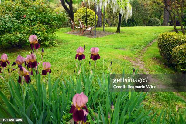 italian garden with  pink iris in the foreground - buxus stock-fotos und bilder