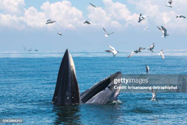 bryde's whale, eden's whale,whale, bangtaboon ,thailand - bundesstaat new south wales stock-fotos und bilder