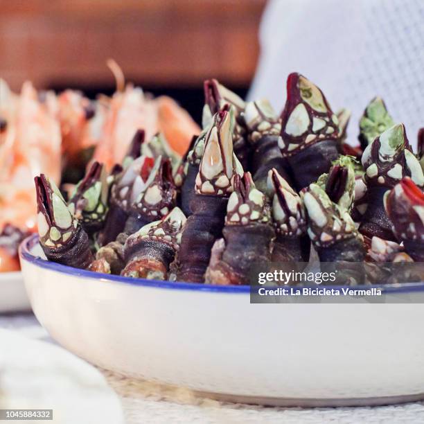barnacles - barnacle stock pictures, royalty-free photos & images