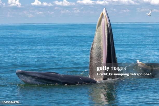 bryde's whale, eden's whale,whale, bangtaboon ,thailand - blue whale stockfoto's en -beelden