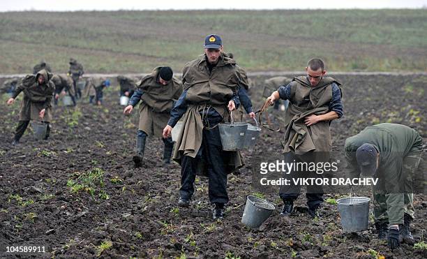 Minsk Police Academy cadets pick up potatoes as they help at Granichi agriculture plant near the Belarusian village of Radashkovichi, 60 km north of...