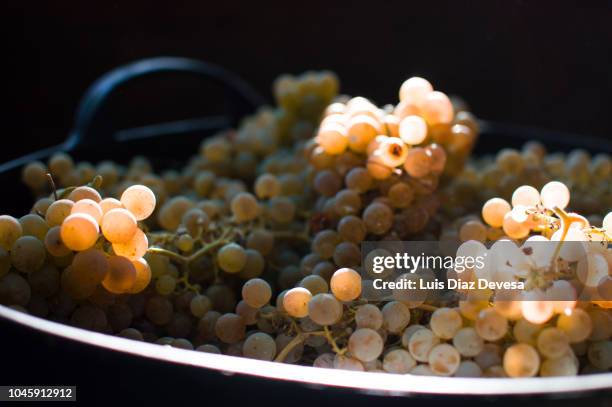 crates of freshly picked white grapes - sun flare on glass stockfoto's en -beelden