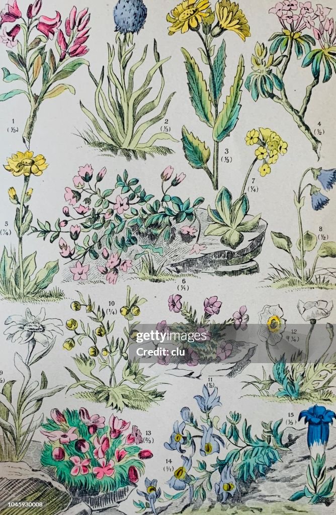 Colección de plantas alpinas