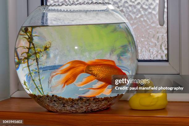 goldfish and rubber duck - goldfish bowl stock pictures, royalty-free photos & images