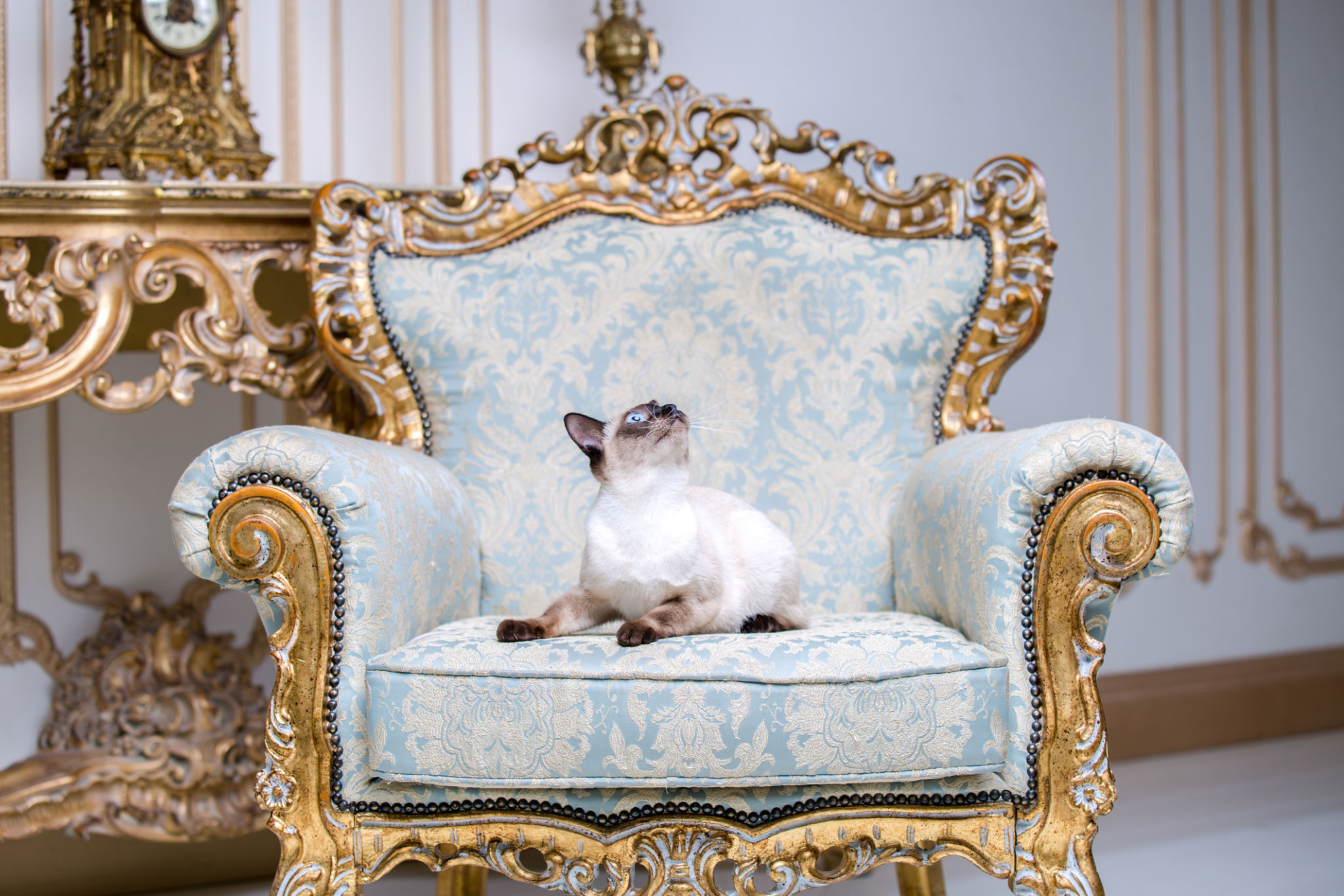 Beautiful rare breed of cat Mekongsky Bobtail female pet cat without tail sits interior of European architecture on retro vintage chic royal armchair 18th century Versailles palace. Baroque furniture Beautiful rare breed of cat Mekongsky Bobtail female pet cat without tail sits interior of European architecture on retro vintage chic royal armchair 18th century Versailles palace. Baroque furniture