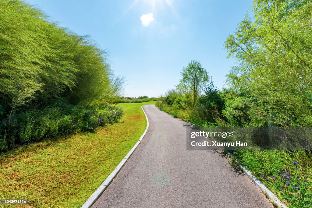Foot Path Tree Tree Lined Footpath High-Res Stock Photo - Getty Images