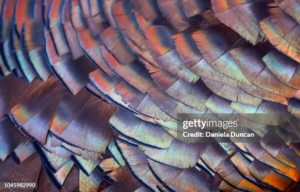 iridescent turkey feathers - feather stockfoto's en -beelden