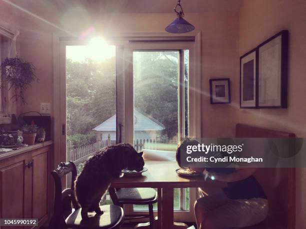 cat and boy eating from plates - kids pets stock pictures, royalty-free photos & images