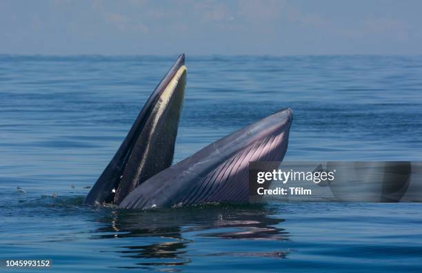 bryde's whale in the gulf of thailand - blue whale stockfoto's en -beelden