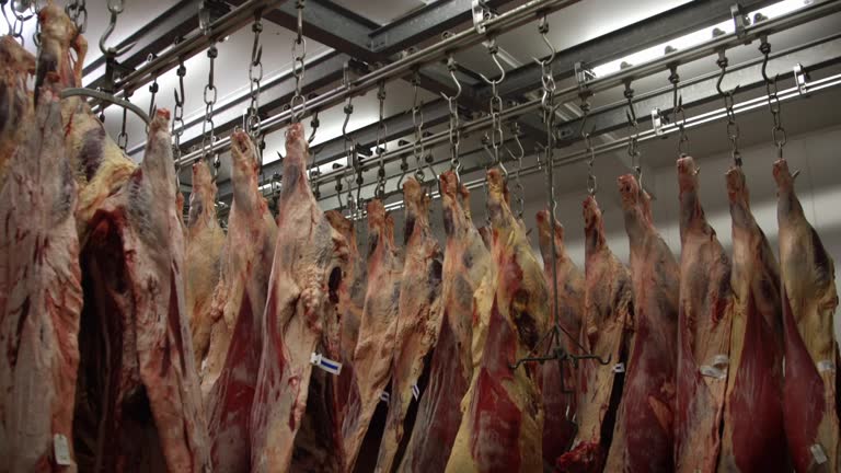 936 Slaughterhouse Videos and HD Footage - Getty Images 936 Slaughterhouse Videos and HD Footage - Getty Images