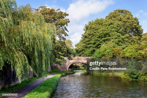 weeping willow trees on the lancaster canal - canal stock pictures, royalty-free photos & images