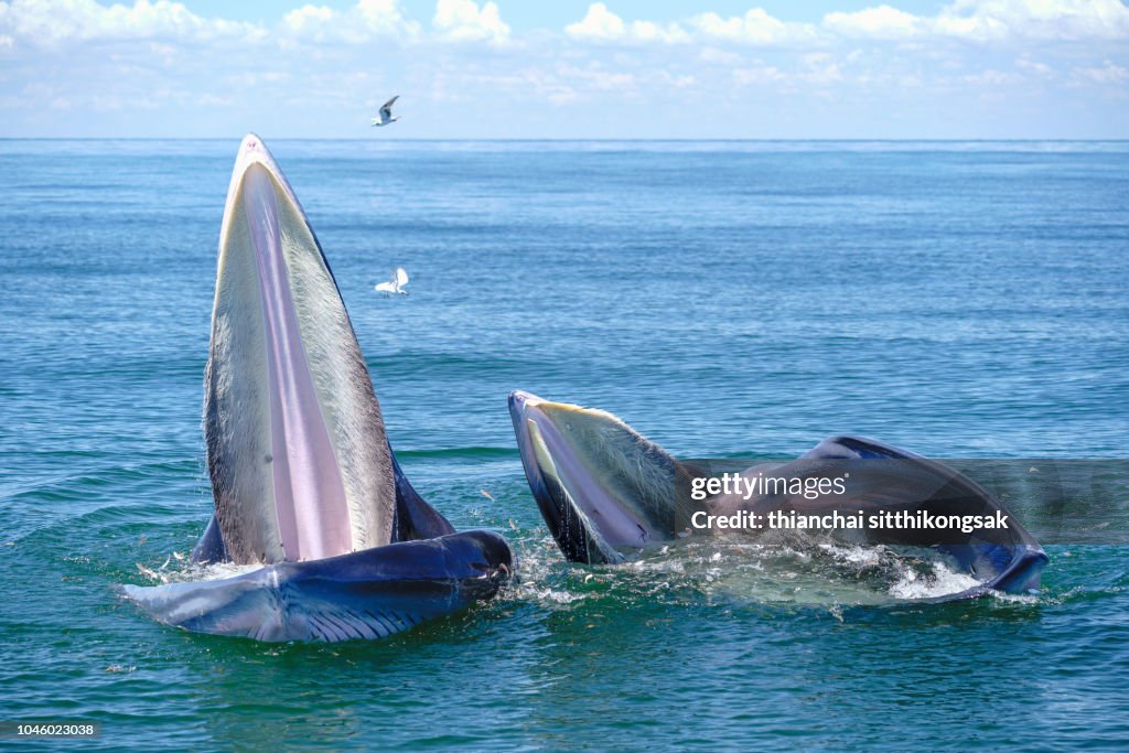 Bryde's whale, Eden's whale in the gulf of Thailand