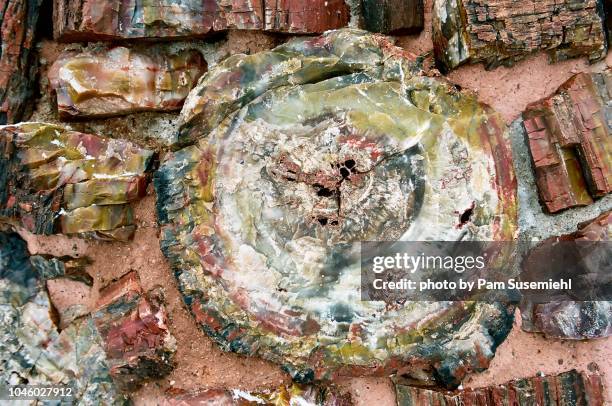 agate house close-up of petrified wood - petrified forest national park stock pictures, royalty-free photos & images