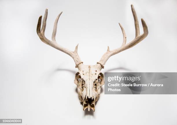 deer skull hanging on white wall, colorado, united states - geweih stock-fotos und bilder