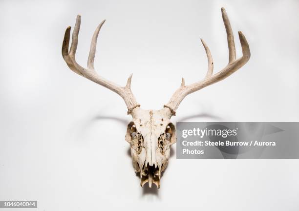 deer skull hanging on white wall, colorado, united states - antler 個照片及圖片檔