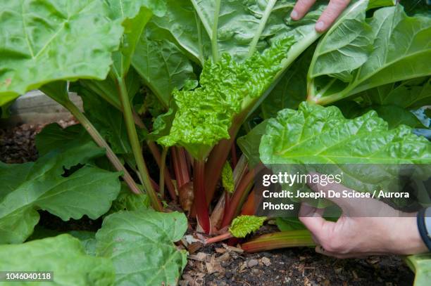 hands of gardener touching leaves of growing rhubarb, halifax, nova¬ýscotia, canada - rhubarbe stock pictures, royalty-free photos & images