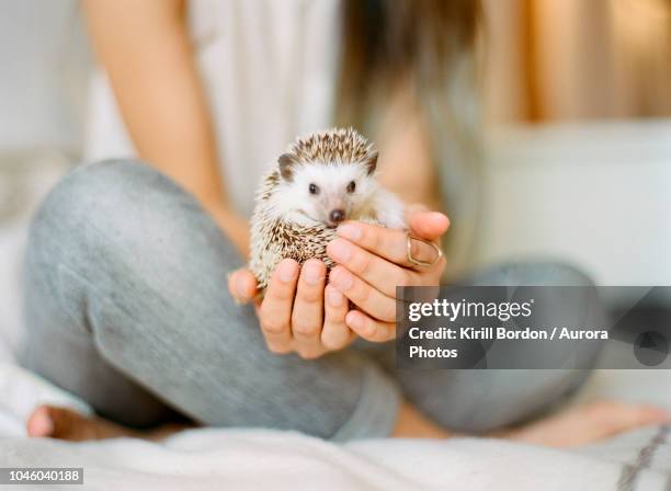 woman holding hedgehog while sitting on bed - hedgehog stock pictures, royalty-free photos & images