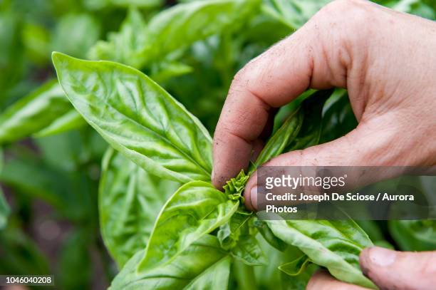hand of person pinching top of basil plant, halifax, nova¬ýscotia, canada - basil fotografías e imágenes de stock