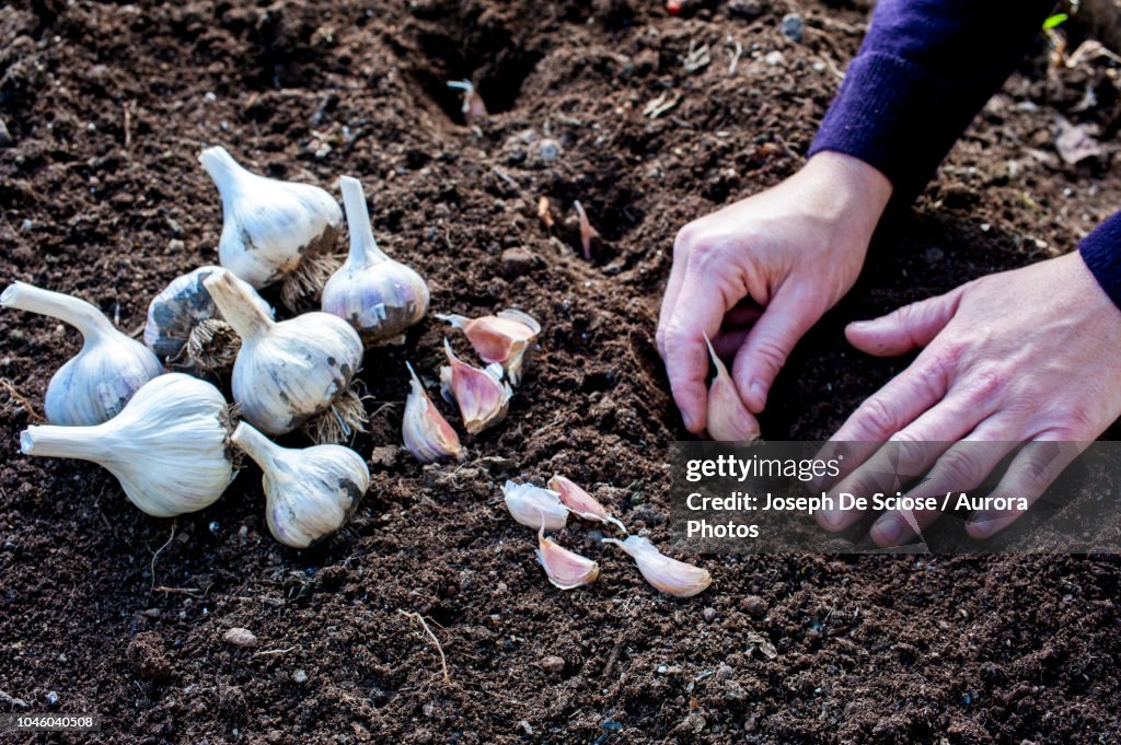 Gardeners hands planting garlic cloves