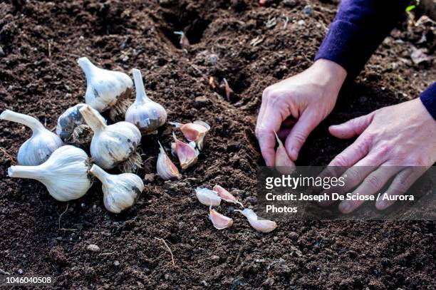 gardeners hands planting garlic cloves - alho - fotografias e filmes do acervo