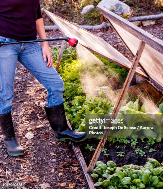 woman watering vegetable garden - cloche stock pictures, royalty-free photos & images