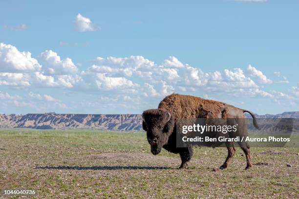 portrait of american bison bison bison standing in badlands national park, south dakota, united states - amerikanischer bison stock-fotos und bilder