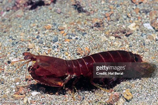 red-lined mantis shrimp - シャコ類 ストックフォトと画像