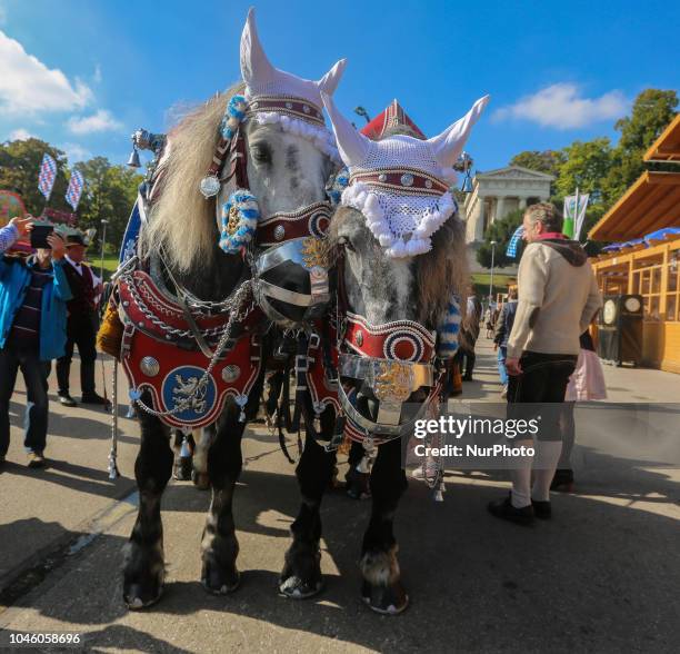 Two traditional horses that carry the beer on Day 12 of the Oktoberfest. The Oktoberfest is the largest Volksfest in the world. It will take place...