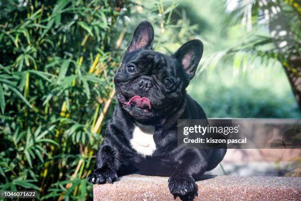portrait of a cute french bulldog in a park with sunlight . - buldogue francês imagens e fotografias de stock