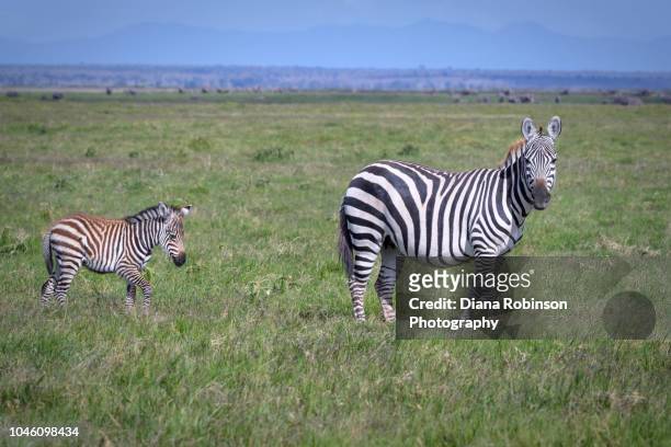 zebra mother and baby amboseli national park, kenya, east africa - しまうま ストックフォトと画像