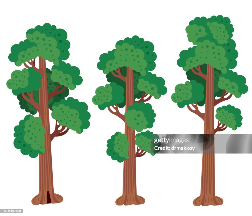Sequoia